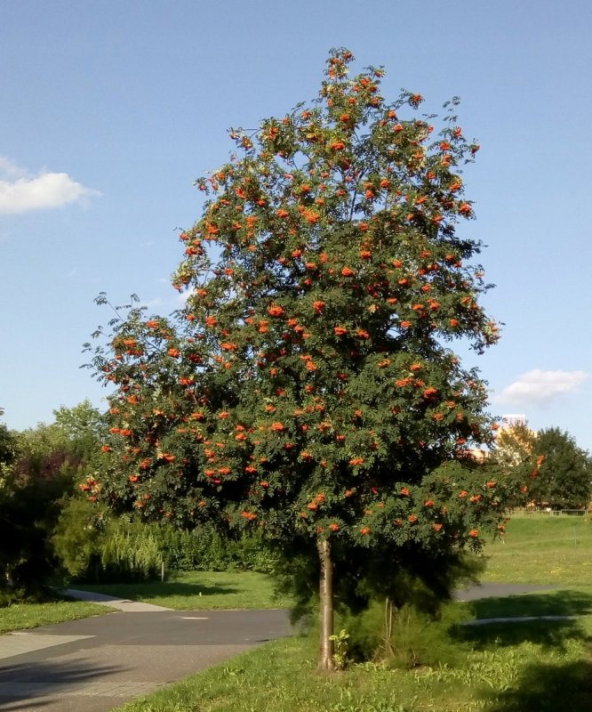 Рябина обыкновенная Sorbus aucuparia