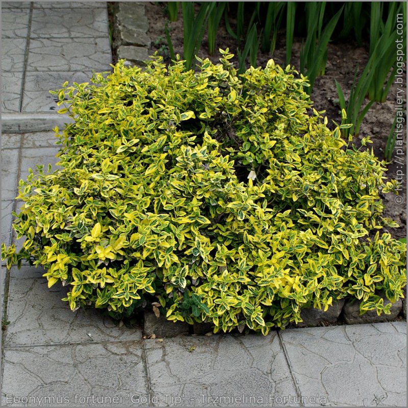 Бересклет Форчуна 'argenteo-variegata'