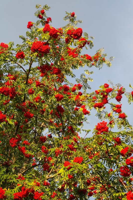 Рябина aucuparia 'edulis'