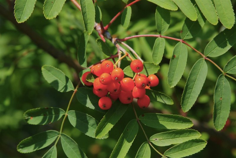 Рябина обыкновенная Sorbus aucuparia Гранатная