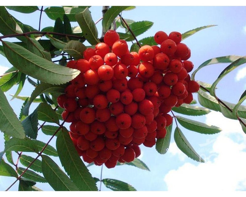 Рябина обыкновенная edulis