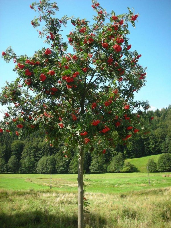 Рябина "Титан" Sorbus aucuparia 'Titan'