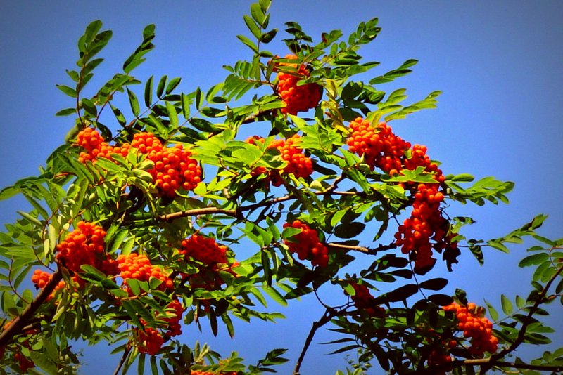 Рябина (Sorbus)