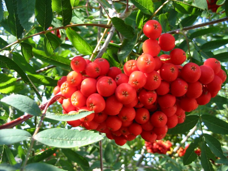 Рябина обыкновенная edulis