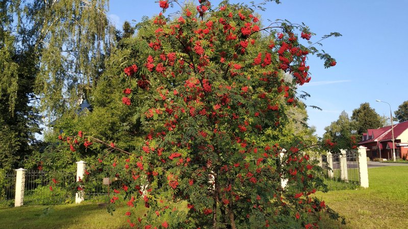 Рябина Гранатная Пендула