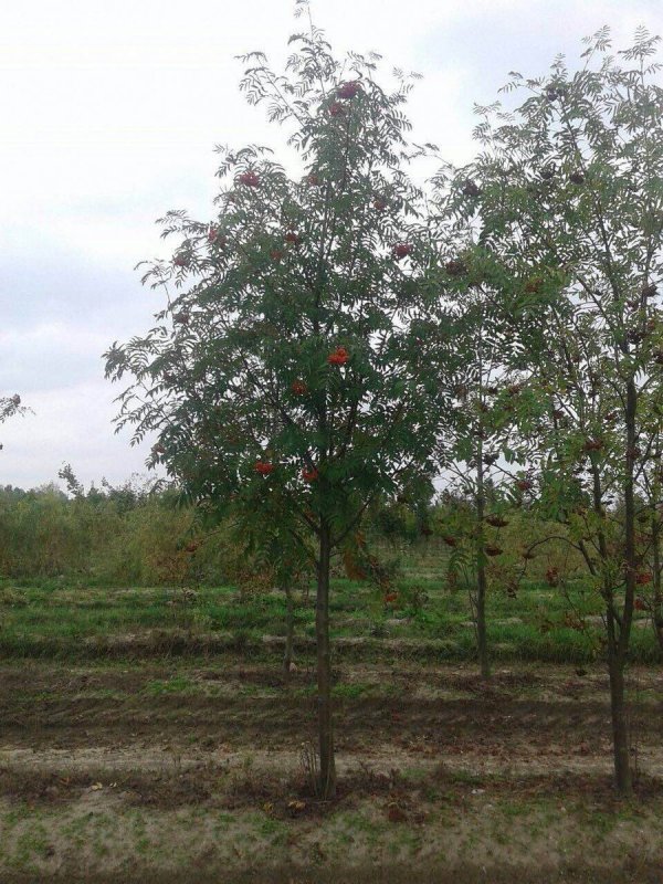 Рябина обыкновенная 'Aspleniifolia'