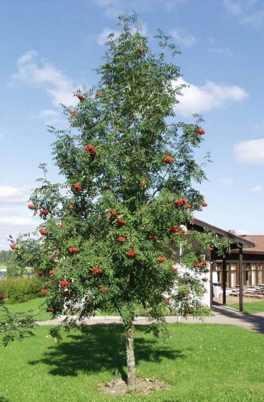 Sórbus aucupária, рябина обыкновенная