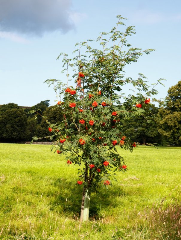 Рябина обыкновенная Sorbus aucuparia
