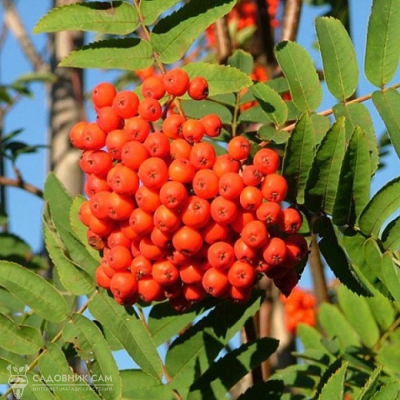 Рябина обыкновенная "edulis" ("Эдулис")