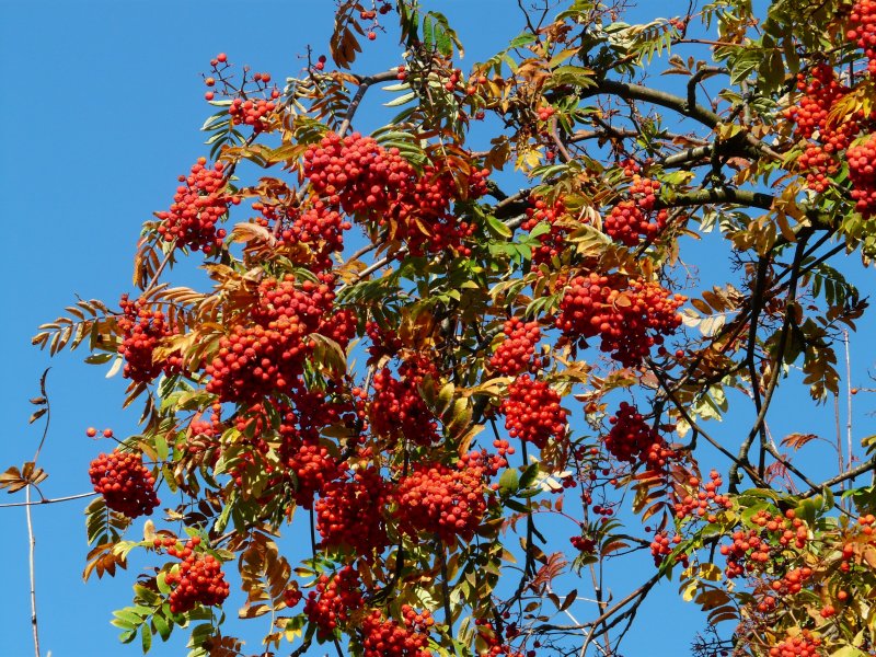 Рябина (Sorbus aucuparia) Фингерпринт