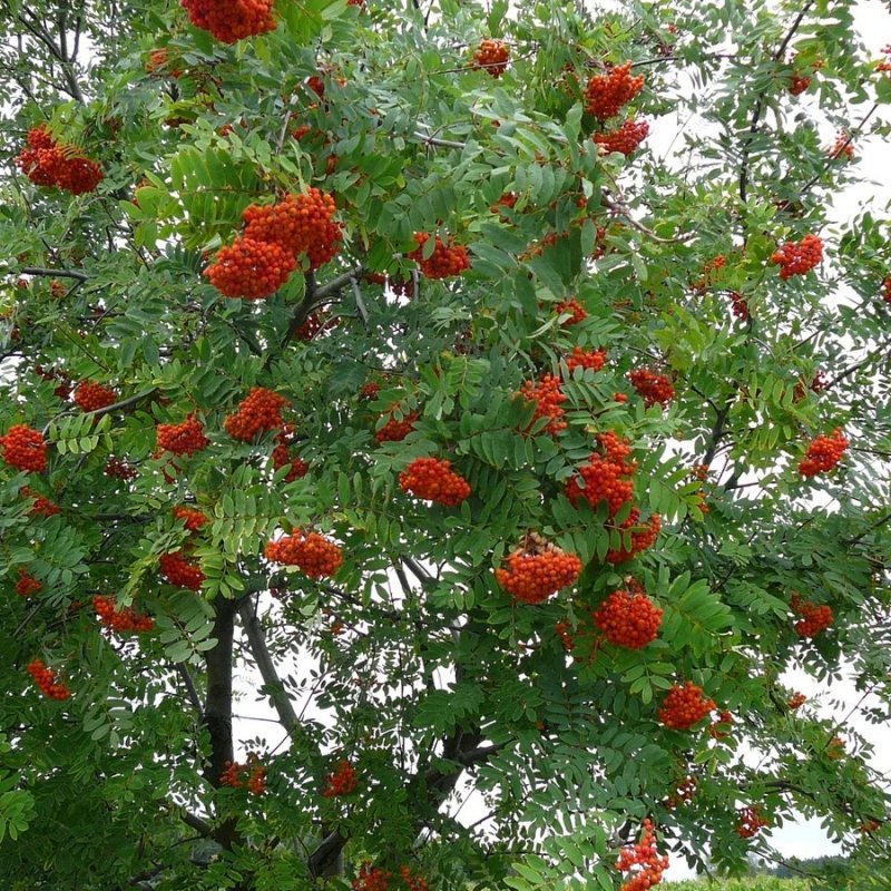 Рябина обыкновенная Sorbus aucuparia
