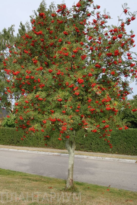 Рябина обыкновенная (Sorbus aucuparia l.)