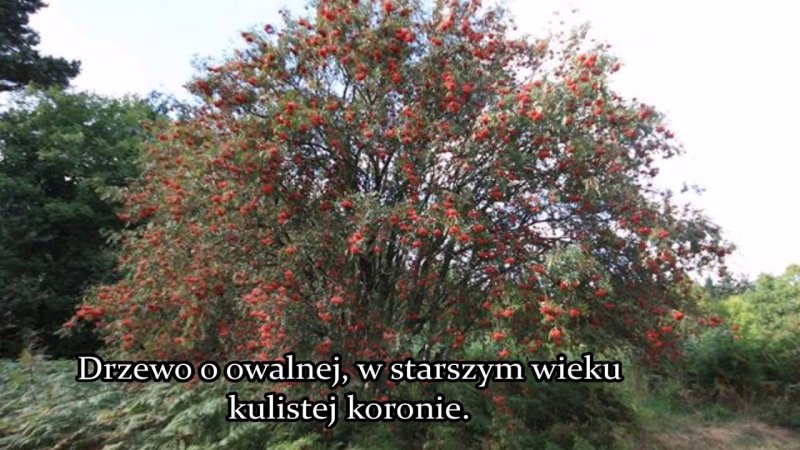 Рябина Невежинская дерево