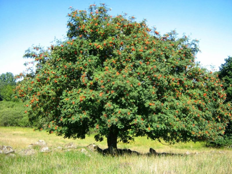 Рябина обыкновенная (Sorbus aucuparia l.)