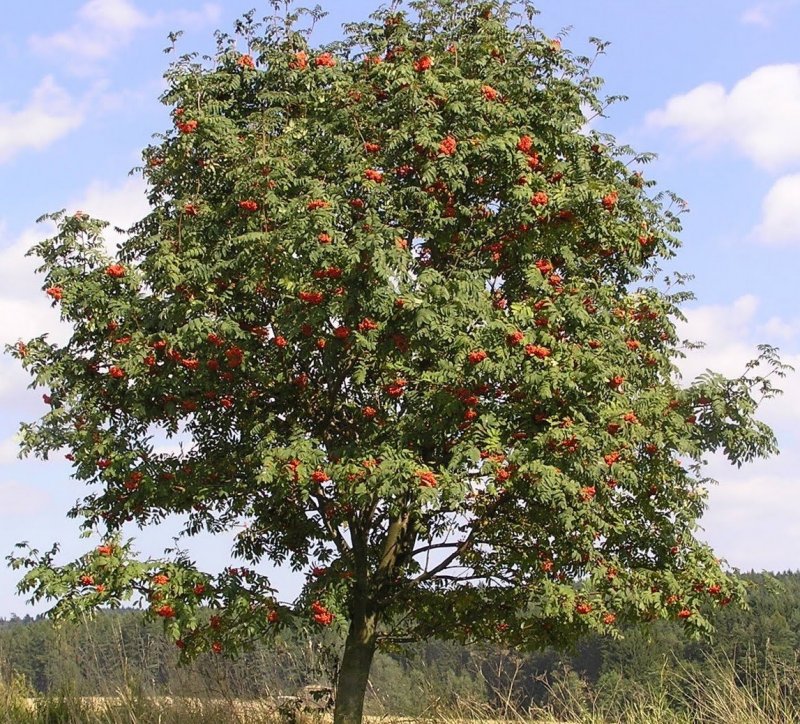 Рябина обыкновенная Sorbus aucuparia
