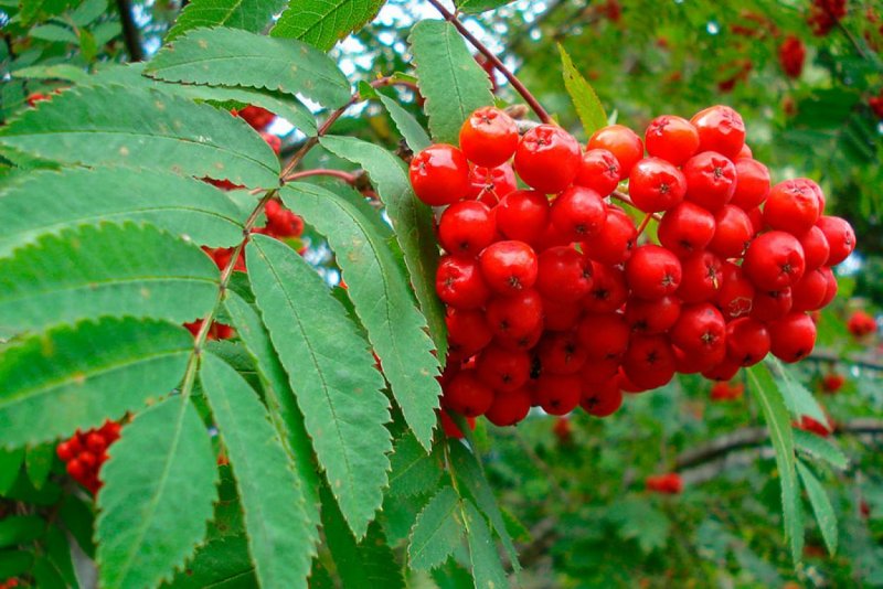 Рябина обыкновенная Sorbus aucuparia