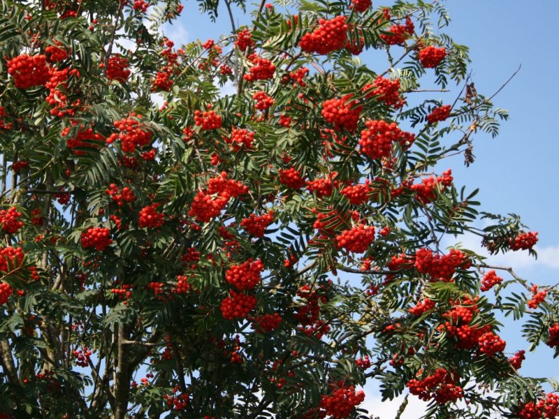 Рябина обыкновенная Sorbus aucuparia