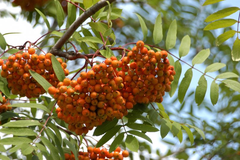 Рябина обыкновенная Sorbus aucuparia