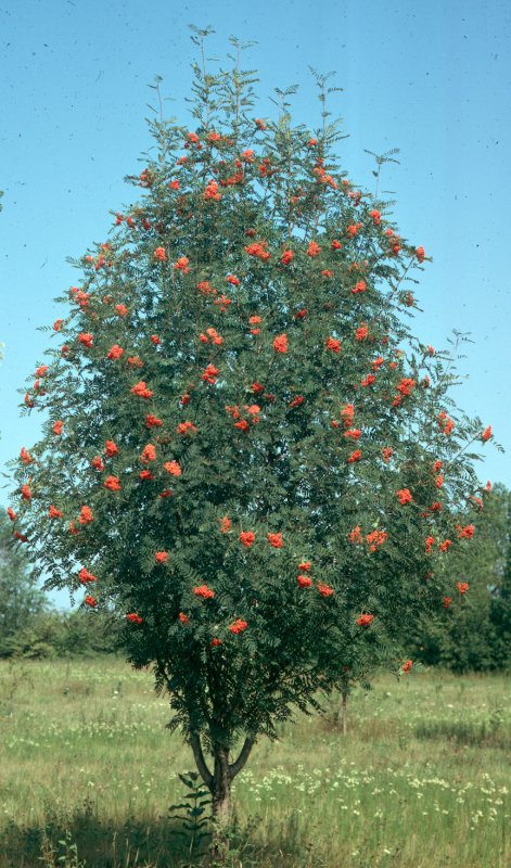 Рябина Sorbus aucuparia