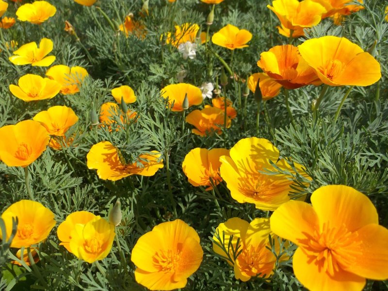 Eschscholzia californica эшшольция Калифорнийская