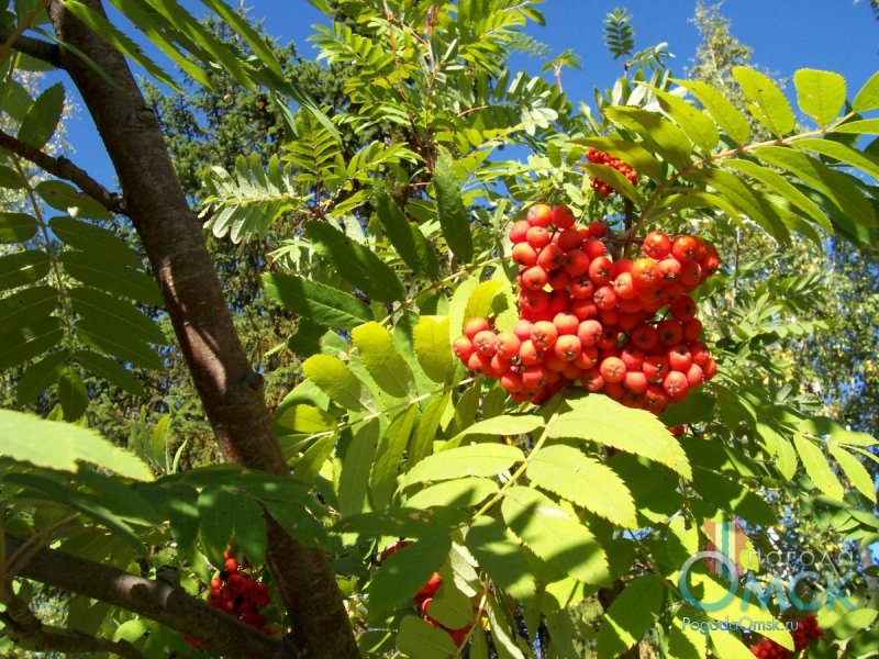 Рябина обыкновенная Sorbus aucuparia
