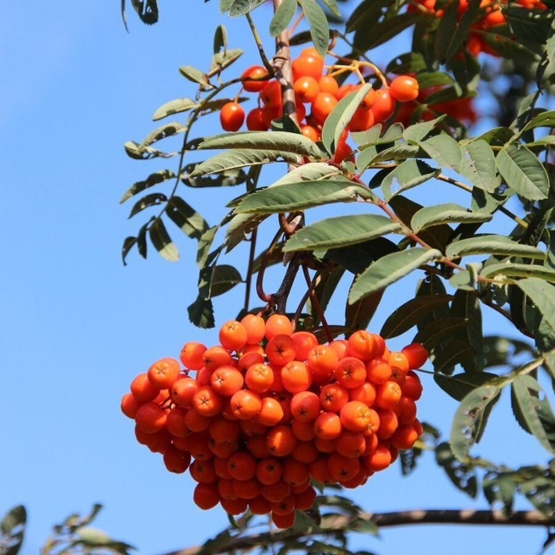 Рябина обыкновенная Sorbus aucuparia
