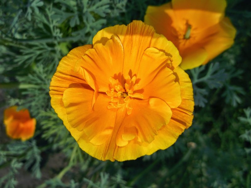 Eschscholzia californica эшшольция Калифорнийская