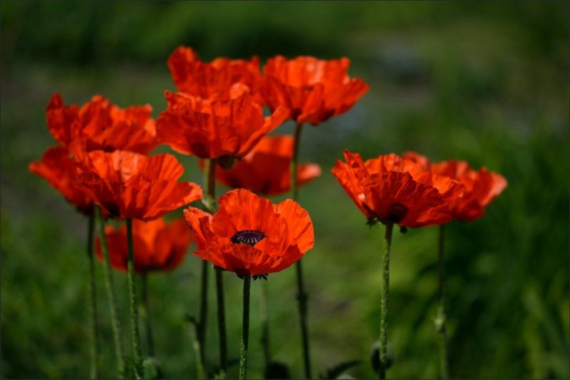 Мак Восточный (Papaver orientale)