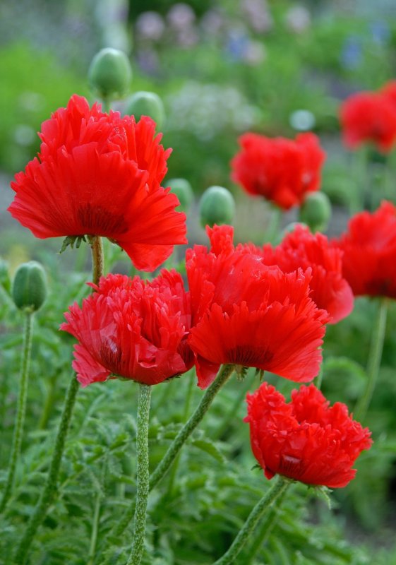 Мак Papaver розовый