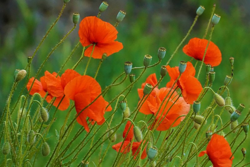 Мак Восточный (Papaver orientale l.)