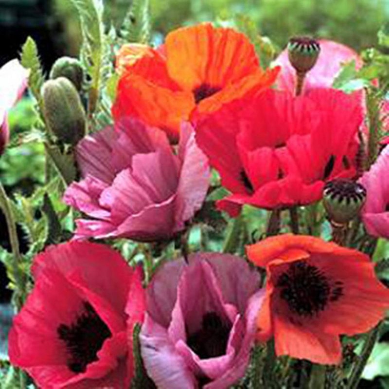 Мак Восточный (Papaver orientale)