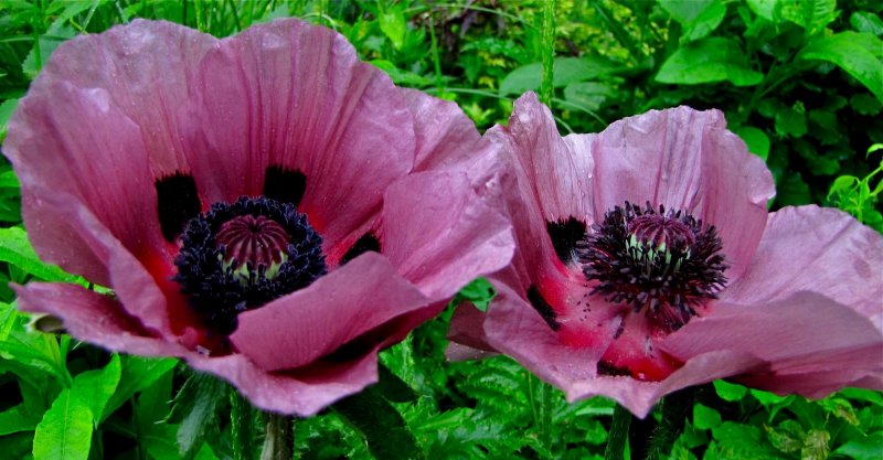 Мак Восточный (Papaver orientale)