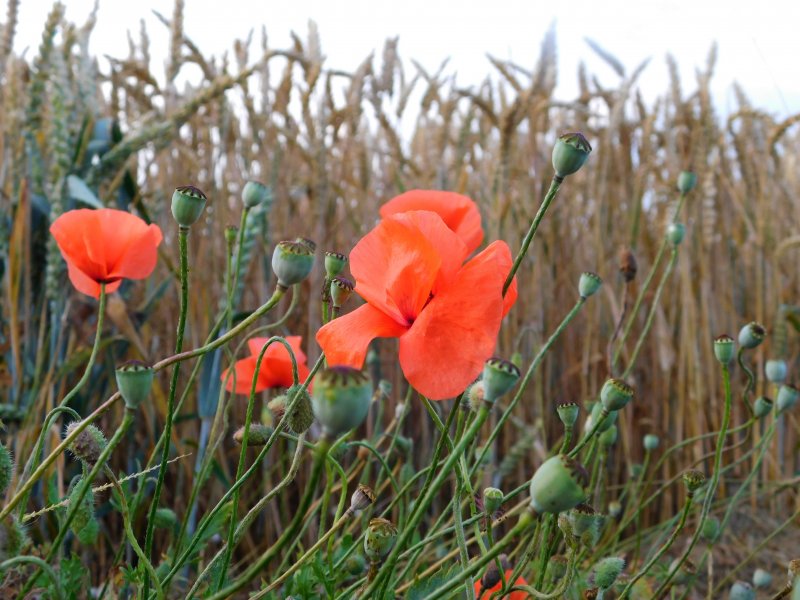Мак Восточный (Papaver orientale)