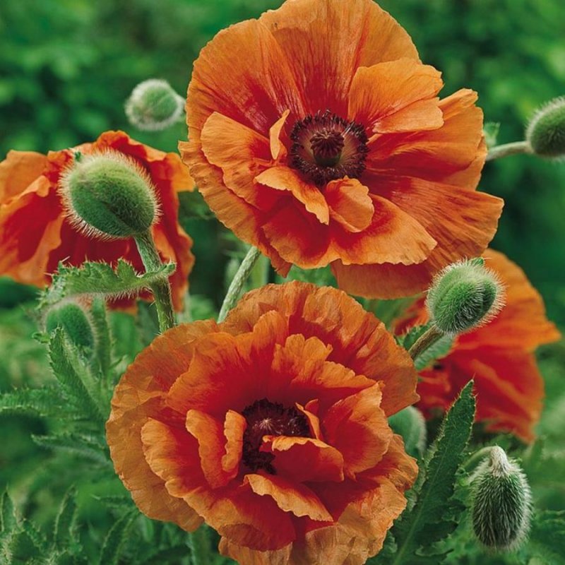 Мак Восточный (Papaver orientale)