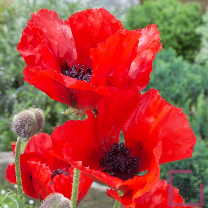 Мак Papaver