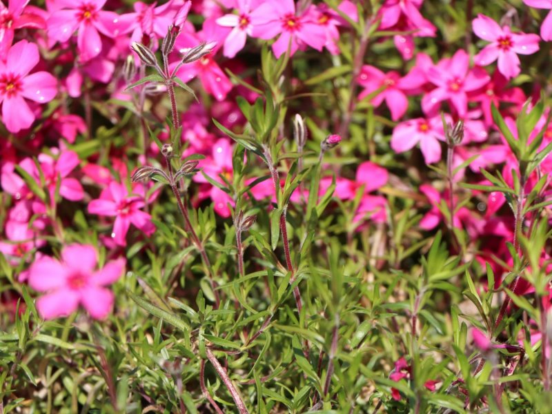 Флокс шиловидный Atropurpurea