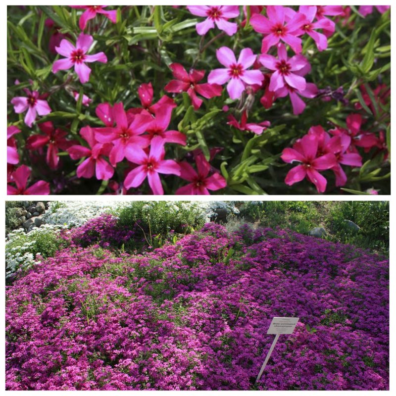 Флокс шиловидный Atropurpurea