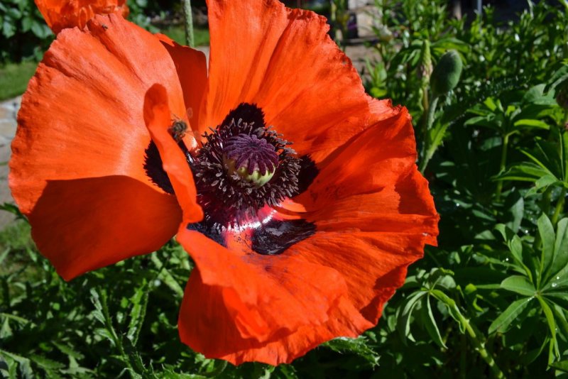 Мак Восточный (Papaver orientale l.)