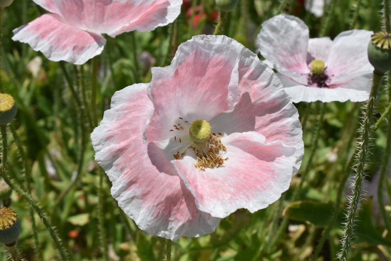 Мак Восточный красный - Papaver orientale