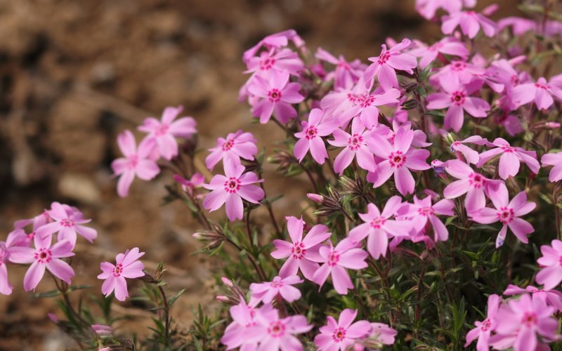 Флокс шиловидный (Phlox subulata)
