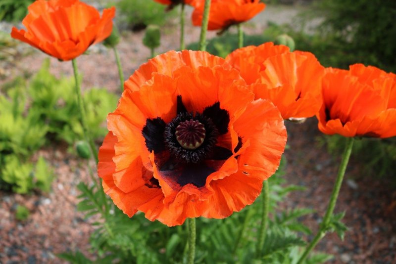 Мак Papaver Helen Elizabeth