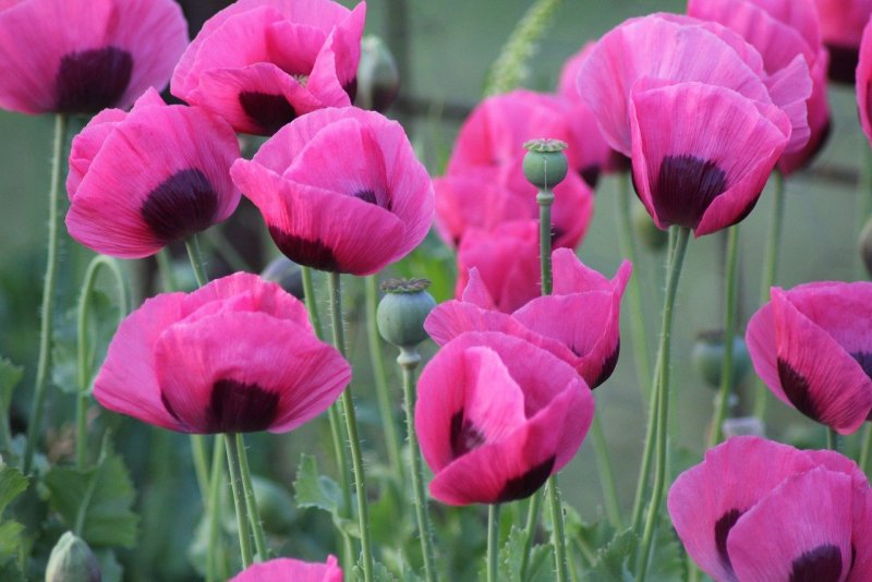 Мак Восточный (Papaver orientale l.)