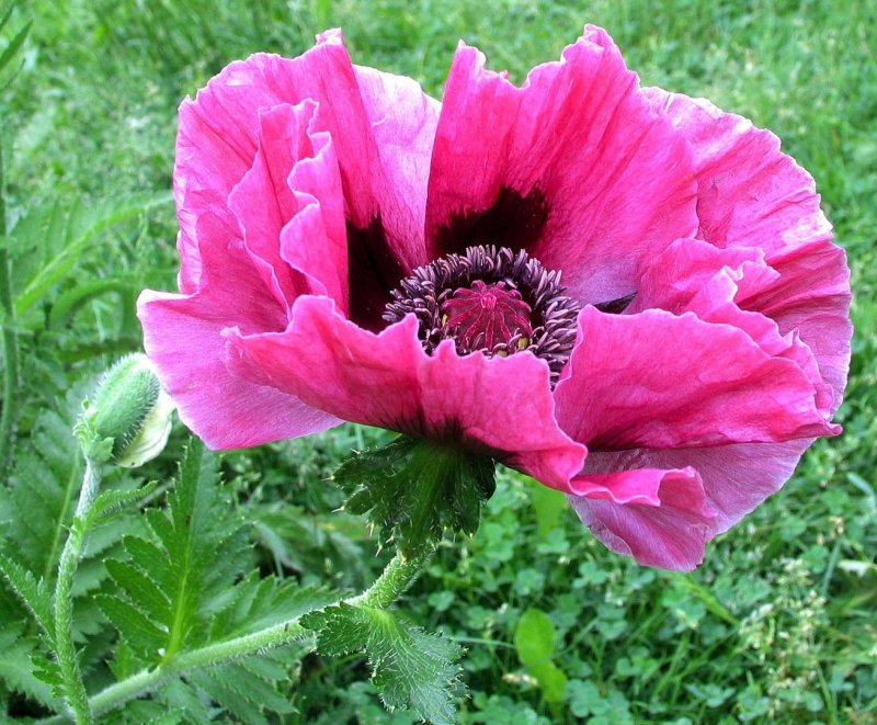 Мак Восточный (Papaver orientale l.)