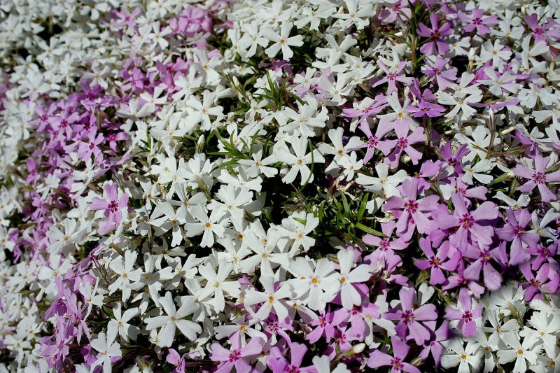 Флокс шиловидный subulata