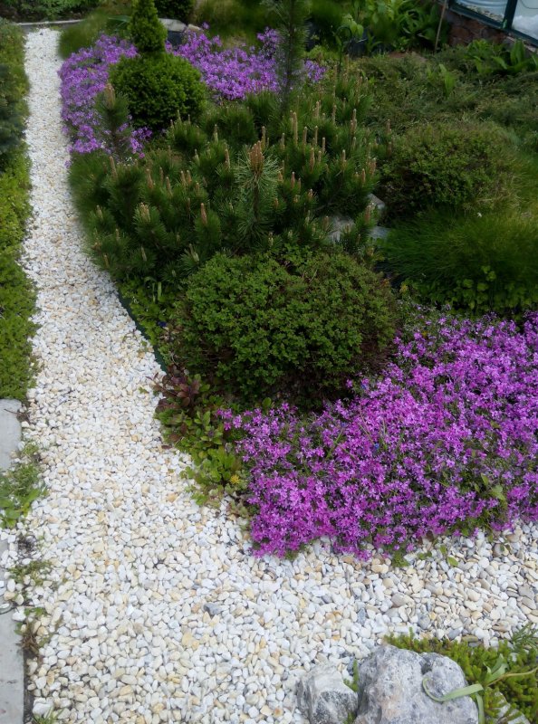 Флокс шиловидный (Phlox subulata)