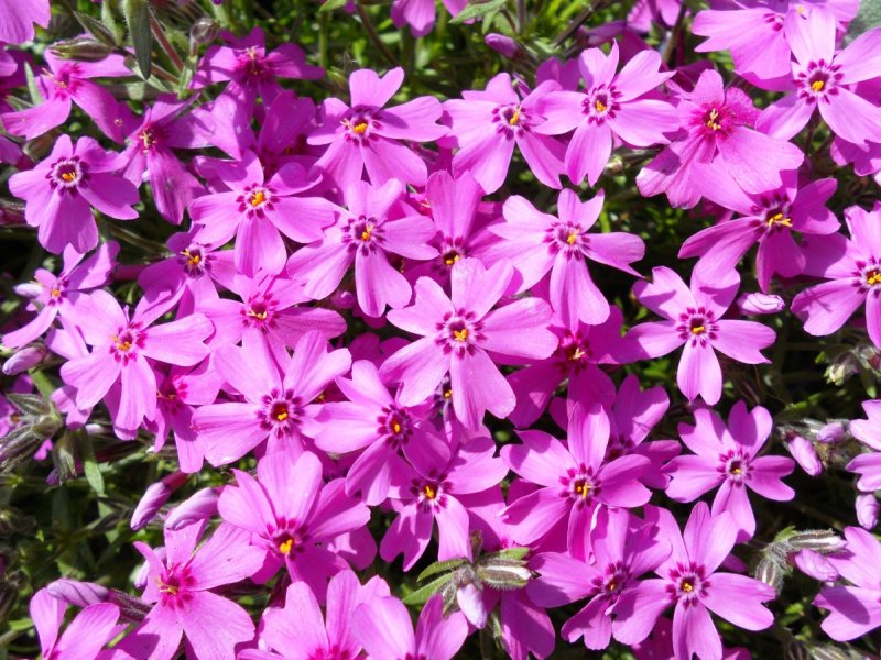 Флокс шиловидный (Phlox subulata `Scarlet Flame`)