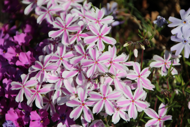 Флокс Phlox subulata Benita