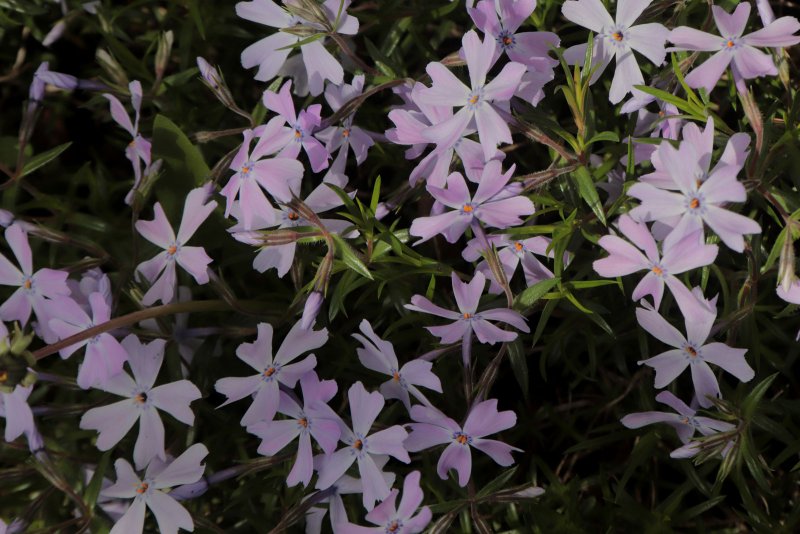 Флокс шиловидный (Phlox subulata)