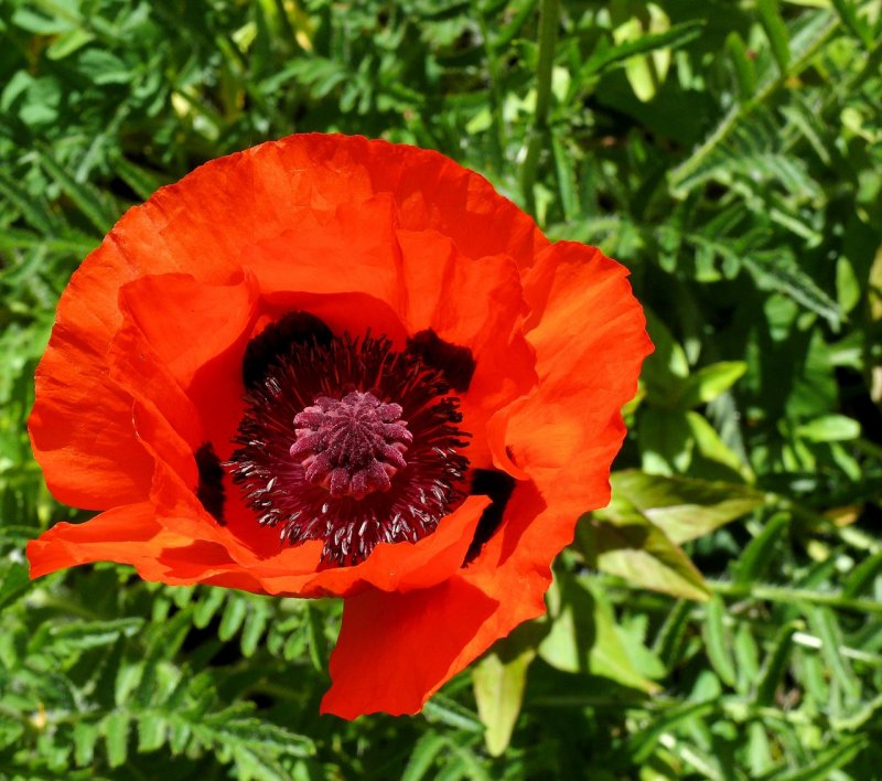 Poppy Scarlet Peony