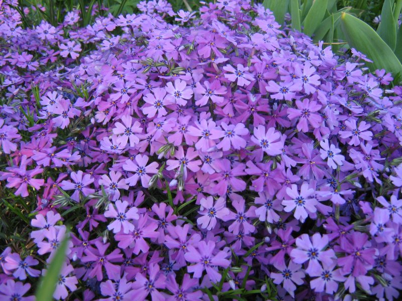 Phlox (s) Emerald Cushion Blue